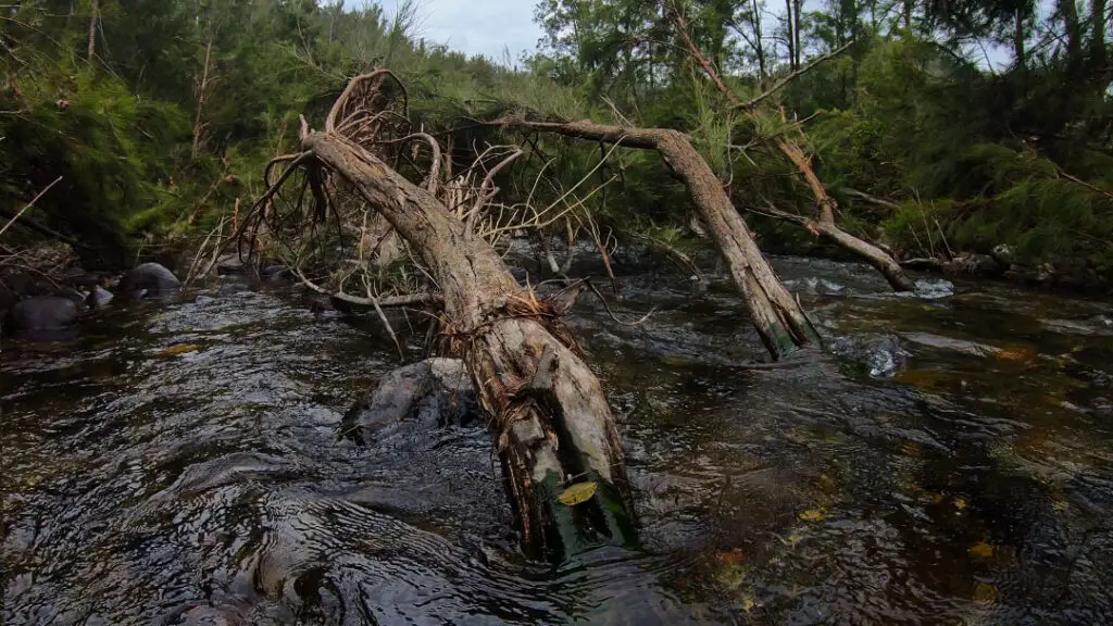 Bellinger River flood damage to trees
