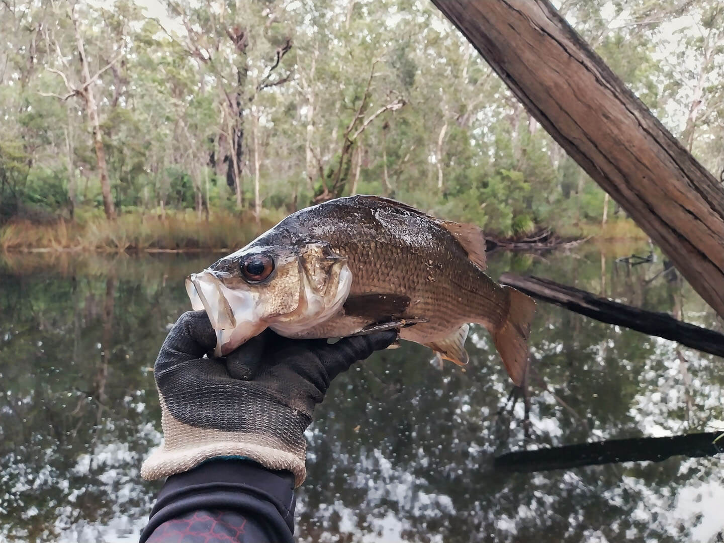 Estuary perch caught in the Esk River in Bundjalung NP, Northern NSW.